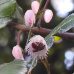 Apiformes (informal group) (Unidentified bee) at Acton, ACT - 27 Nov 2023 by HelenCross