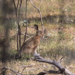 Lepus capensis at Mulligans Flat - 27 Nov 2023