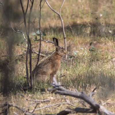 Lepus capensis (Brown Hare) at Mulligans Flat - 27 Nov 2023 by Cmperman