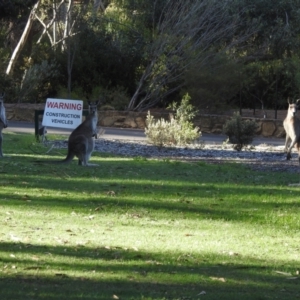 Macropus giganteus at ANBG - 27 Nov 2023