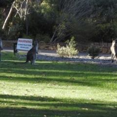 Macropus giganteus (Eastern Grey Kangaroo) at ANBG - 27 Nov 2023 by HelenCross