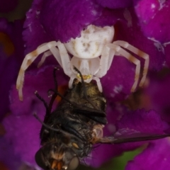 Zygometis xanthogaster (Crab spider or Flower spider) at Murrumbateman, NSW - 25 Nov 2023 by amiessmacro