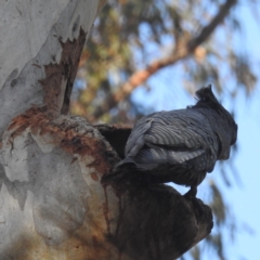 Callocephalon fimbriatum (Gang-gang Cockatoo) at ANBG - 27 Nov 2023 by HelenCross