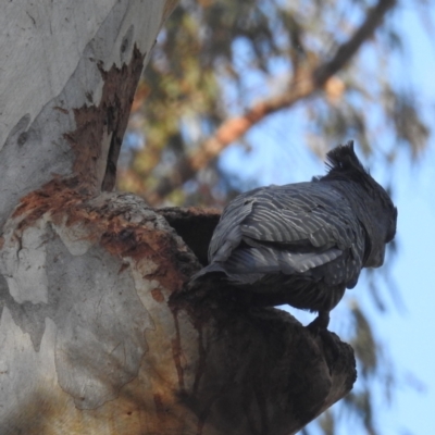 Callocephalon fimbriatum (Gang-gang Cockatoo) at Acton, ACT - 27 Nov 2023 by HelenCross