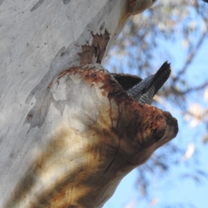 Callocephalon fimbriatum at Acton, ACT - 27 Nov 2023