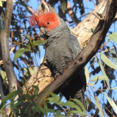 Callocephalon fimbriatum at Acton, ACT - 27 Nov 2023