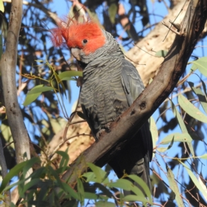 Callocephalon fimbriatum at Acton, ACT - 27 Nov 2023