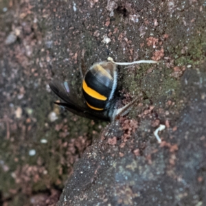 Lasioglossum (Australictus) peraustrale at Higgins Woodland - 26 Nov 2023