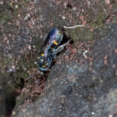 Lasioglossum (Australictus) peraustrale at Higgins Woodland - 26 Nov 2023