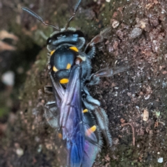 Lasioglossum (Australictus) peraustrale at Higgins Woodland - 26 Nov 2023