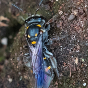 Lasioglossum (Australictus) peraustrale at Higgins Woodland - 26 Nov 2023 12:50 PM