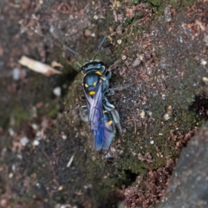 Lasioglossum (Australictus) peraustrale at Higgins Woodland - 26 Nov 2023