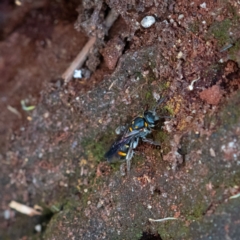 Lasioglossum (Australictus) peraustrale at Higgins Woodland - 26 Nov 2023