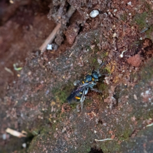 Lasioglossum (Australictus) peraustrale at Higgins Woodland - 26 Nov 2023 12:50 PM