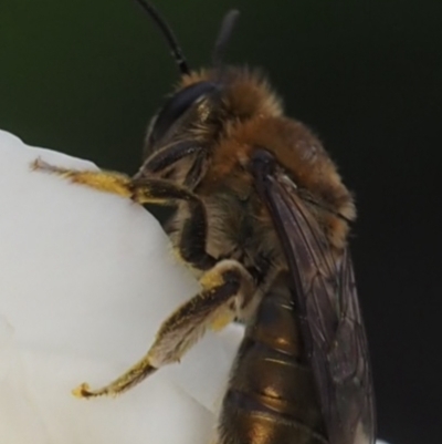 Leioproctus (Leioproctus) amabilis (A plaster bee) at Murrumbateman, NSW - 25 Nov 2023 by amiessmacro