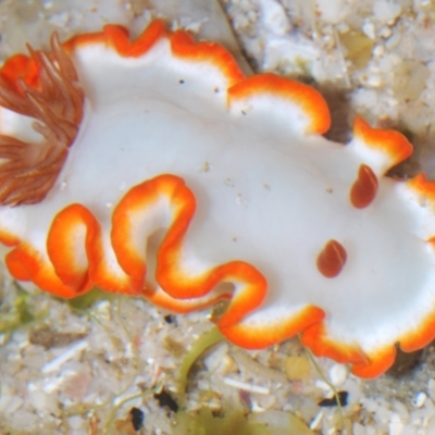Unidentified Sea Slug, Sea Hare or Bubble Shell at Buddina, QLD - 23 Nov 2023 by Harrisi