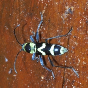 Chlorophorus curtisi at Warana, QLD - 24 Nov 2023 12:16 PM