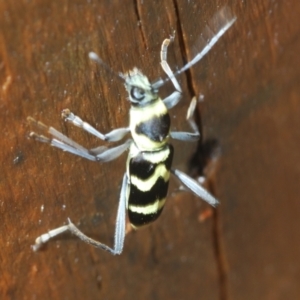 Chlorophorus curtisi at Warana, QLD - 24 Nov 2023 12:16 PM