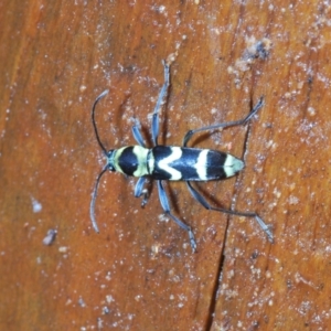 Chlorophorus curtisi at Warana, QLD - 24 Nov 2023 12:16 PM