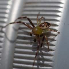 Australomisidia pilula (Lozenge-shaped Flower Spider) at Higgins Woodland - 26 Nov 2023 by Untidy