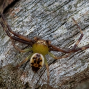 Australomisidia pilula at Higgins Woodland - 26 Nov 2023