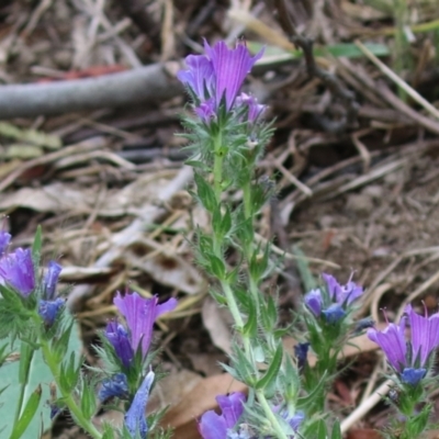 Echium plantagineum (Paterson's Curse) at Booth, ACT - 24 Nov 2023 by RodDeb