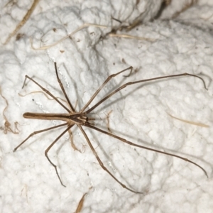 Asianopis subrufa at Cabramatta West, NSW - 28 Nov 2023 03:33 AM