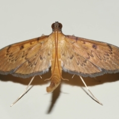 Tatobotys janapalis (A Crambid moth (Spilomelinae)) at Wellington Point, QLD - 26 Nov 2023 by TimL