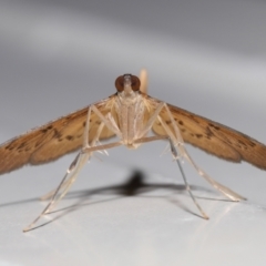 Tatobotys janapalis at Wellington Point, QLD - suppressed