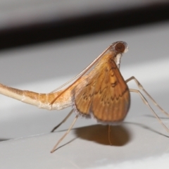 Tatobotys janapalis at Wellington Point, QLD - suppressed