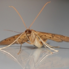 Tatobotys janapalis at Wellington Point, QLD - 26 Nov 2023