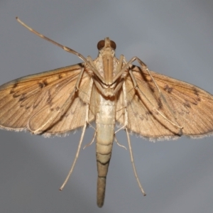 Tatobotys janapalis at Wellington Point, QLD - 26 Nov 2023