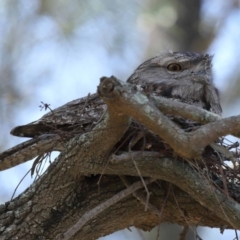 Podargus strigoides (Tawny Frogmouth) at Ormiston, QLD - 22 Nov 2023 by TimL