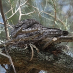 Podargus strigoides at Ormiston, QLD - suppressed