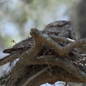 Podargus strigoides at Ormiston, QLD - 23 Nov 2023