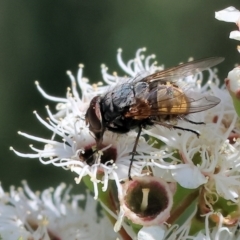 Calliphora stygia (Brown blowfly or Brown bomber) at West Wodonga, VIC - 25 Nov 2023 by KylieWaldon