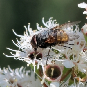 Calliphora stygia at Wodonga - 26 Nov 2023 09:07 AM