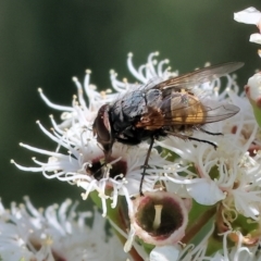 Unidentified Blow fly (Calliphoridae) at Wodonga - 25 Nov 2023 by KylieWaldon