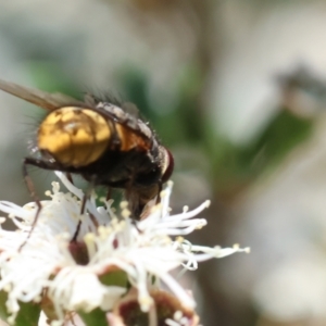 Calliphora stygia at Wodonga - 26 Nov 2023 09:07 AM