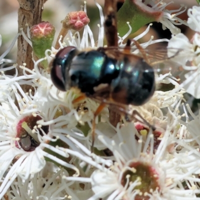 Unidentified Blow fly (Calliphoridae) at Wodonga - 25 Nov 2023 by KylieWaldon