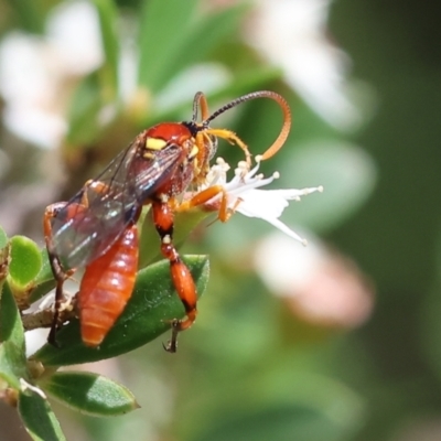 Labium sp. (genus) (An Ichneumon wasp) at Wodonga - 26 Nov 2023 by KylieWaldon