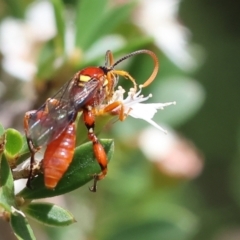 Unidentified Wasp (Hymenoptera, Apocrita) at West Wodonga, VIC - 25 Nov 2023 by KylieWaldon