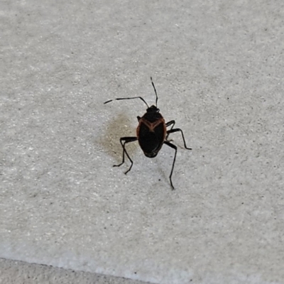 Dindymus sp. (genus) (Unidentified Dindymus bug) at Hawker, ACT - 27 Nov 2023 by sangio7