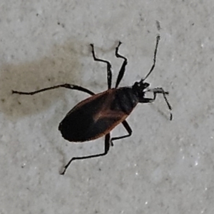 Dindymus sp. (genus) at Hawker, ACT - 27 Nov 2023