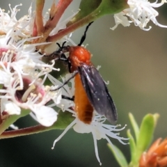 Bibio imitator (Garden maggot) at Wodonga - 26 Nov 2023 by KylieWaldon