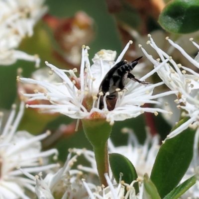Mordellidae (family) (Unidentified pintail or tumbling flower beetle) at West Wodonga, VIC - 25 Nov 2023 by KylieWaldon