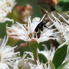 Mordellidae (family) (Unidentified pintail or tumbling flower beetle) at Wodonga - 25 Nov 2023 by KylieWaldon
