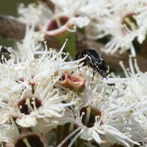 Mordellidae (family) at Wodonga - 26 Nov 2023 09:13 AM