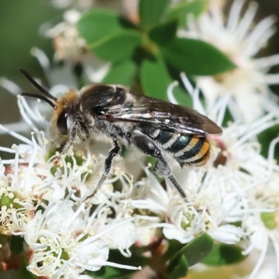 Unidentified Bee (Hymenoptera, Apiformes) at Wodonga - 25 Nov 2023 by KylieWaldon