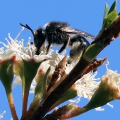 Apiformes (informal group) (Unidentified bee) at Wodonga - 26 Nov 2023 by KylieWaldon